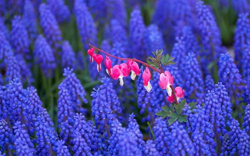 flower - a cluster of pink flowers with many blue flowers arounded