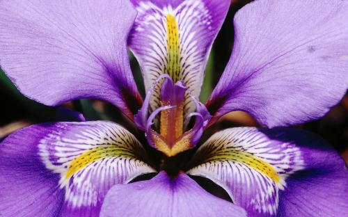 flower - a big purple flower