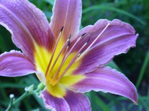 Tiger Lily - Lilies come in a variety of colors and styles - this one was totally different than any of the lilies growing around it.