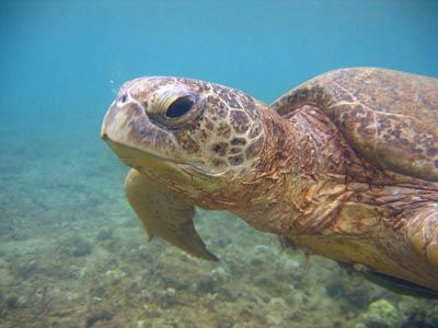 and a turtle - turtle