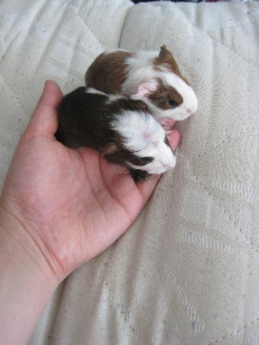 Our two Guinea Pigs babies.. 2 days old on this pi - This is the babies that our Guinea Pig, Rose, gave birth too exactly 3 weeks ago :) We haven't given them names, in cause we'll have to give them up for 'adoption' but they are soooooo cute, and so different; the dark/bog one runs around like crazy, and the other one is very shy and likes to be cuttled =)