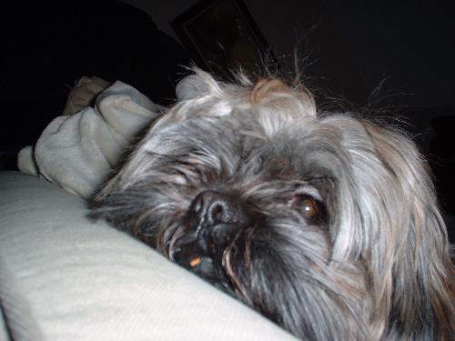 ShizTsu - my poor pup