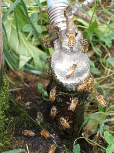 Bees - A bunch of bees around a faucet.