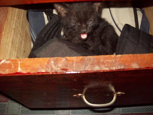 my kitten - my kitten has made the drawer as his sleeping quarters