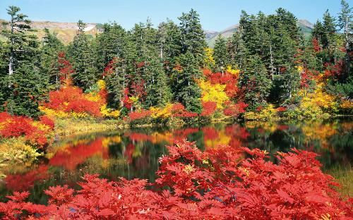 scenery - red leaves, green trees, beautiful scenery