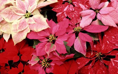flower - red, white, colorful