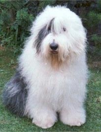 Old English Sheepdog - My dog Mozart, old english sheepdog.
