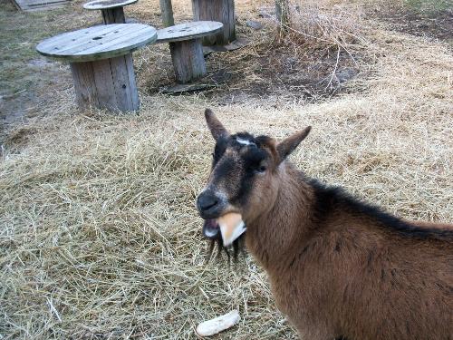 Tucker - Tucker the goat loves to eat bread!