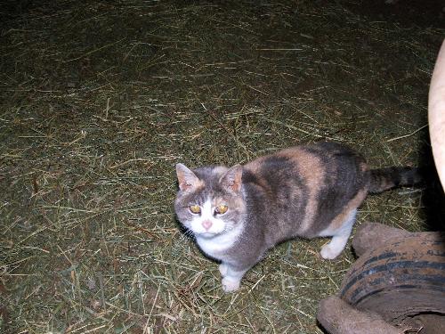 Buttons - Buttons is the !7 year old barn cat at the stable I work at!