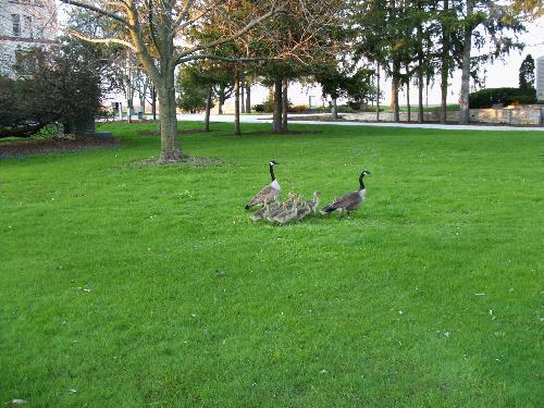geese and babies - these are some of the geese and their young that where at the cllege I work at.
