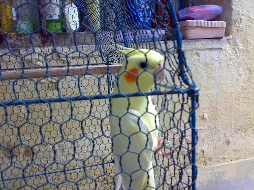 cocktel - india, 24 pgs(N), kolkata, bird named cocktel at old house, it makes whistle in alone