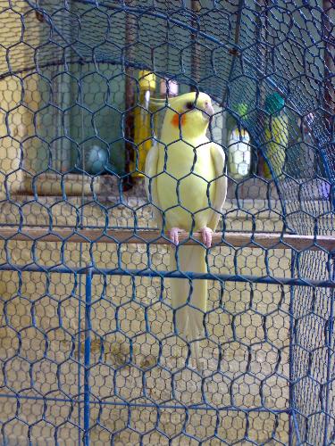 bird, cocktel - india, 24 pgs(N), kolkata, a bird named cocktel (makes whistle in alone) at old house, this is my pet bird.