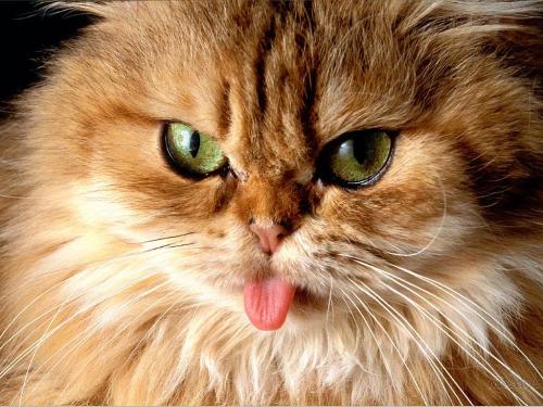 cat - an angry brown cat