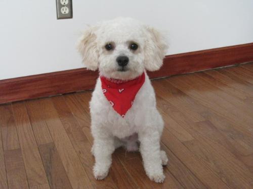 Oatie - This is a picture of my Dog Oatie. He just finished being groomed