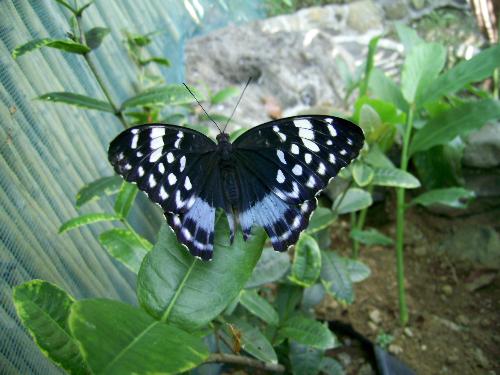 Butterfly - This a butterfly from Mambukal Mountain Resort.