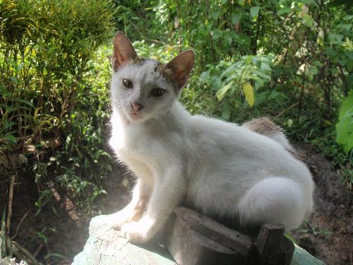 Catty female fatale - Lyka the catty cat poise like a model and she know to project. Hi, male cats..I am here..