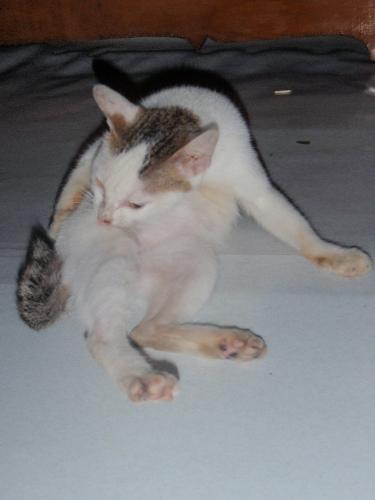 I am licking my furs - cat is cleaning herself by licking her furs is the same things with human. Isn't it?