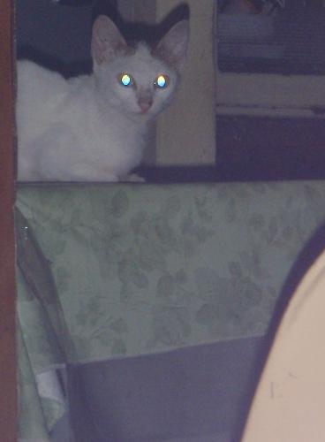 Cat moon shine eyes - Cat eyes is shining on the dark like moon shine.