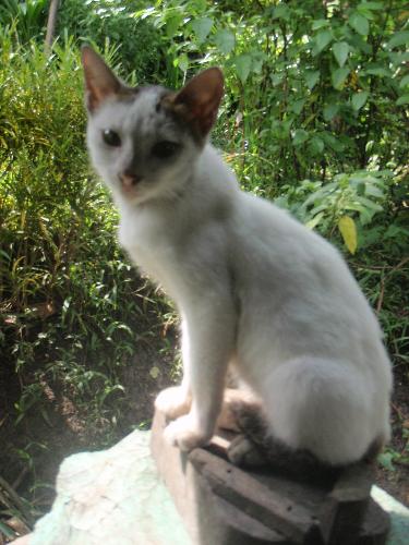 Cat modelling - I am pretty no matter what you say...cat beauty.