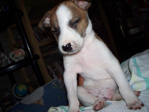 Scottie - very cute puppy