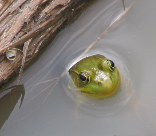 Green Frog - A green frog popping it's head out of the pond water.