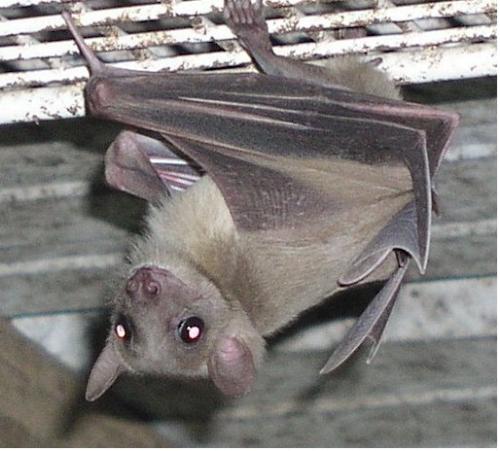 The Bat -  A bat can fly. But it is not a bird. The bat is blind. But it can fly without mistake and can search foods in the dark night. There are many mysterious stories about this innocent creature.
