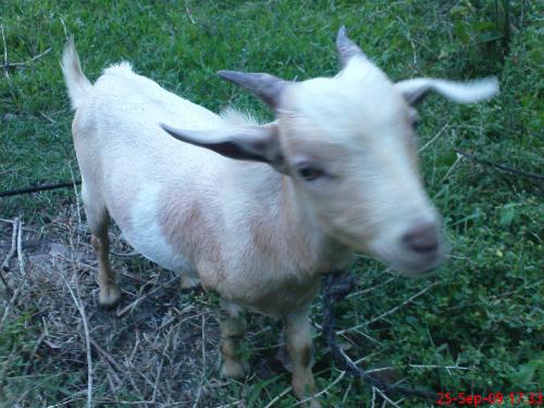 the Goat (aka Lamb) - he just keeps on reminding me of you -Lamb!