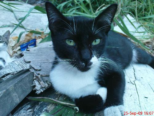 our stray cat - she is sooo cute right?!