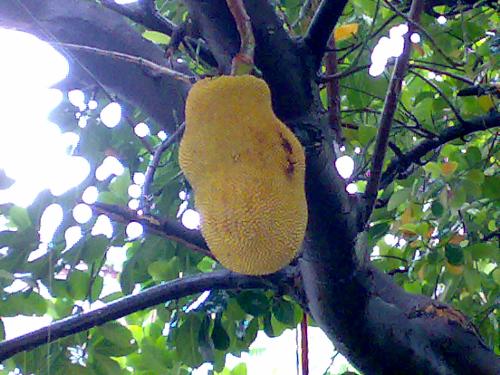 Fruit - A fruit in a tree