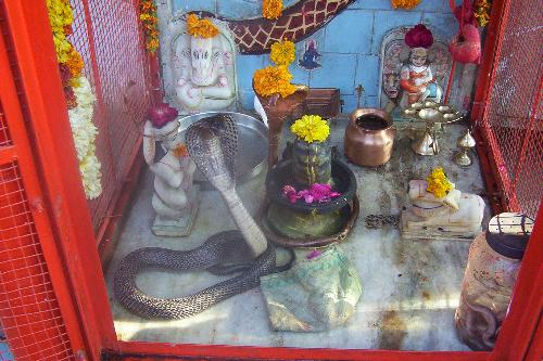 snakes in temple - according to indian mythology, snakes are very close to Lord Shiva. i saw a live exaple of this is a small temple, located in a residential area. two snakes sit beside the idol of Lord Shiva and are harmless to the devotees.