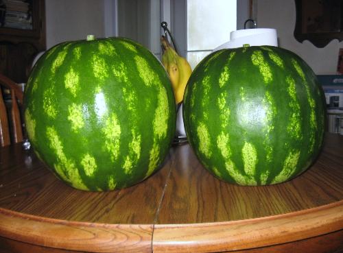 2 of them - First time ever for me growing watermelons here in Minnesota.