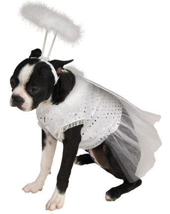 Angel Dog - A dog dressed up in an Angel costume for Halloween. Just as innocent as an angel.