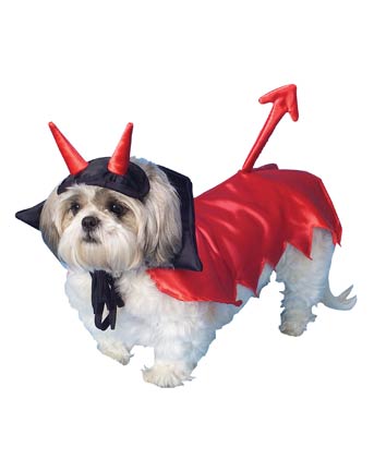 Little Devil Dog - A dog dressed in a Devil outfit for Halloween.