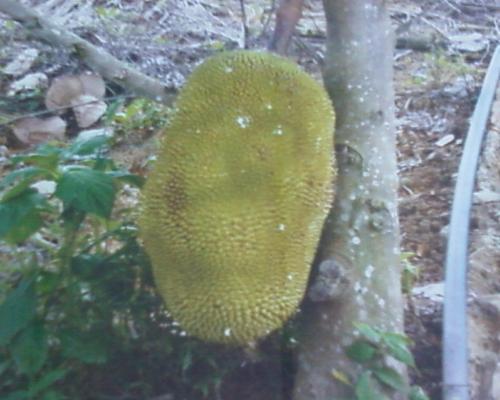jackfruit in tree - jackfruit still on trees