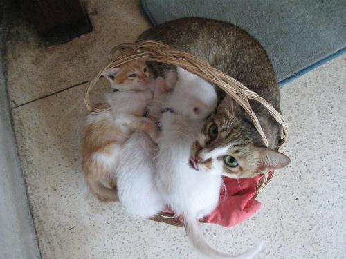 one big cat and 3 little kittens in a small basket - all 4 of them squeezed into a little basket, lol