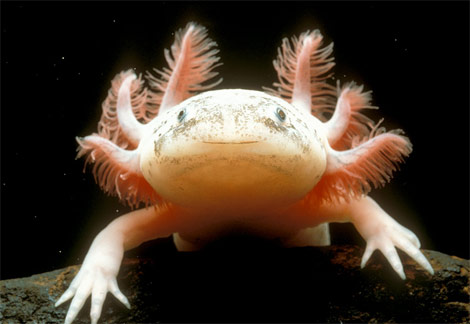 Axolotl - A smiling axolotl