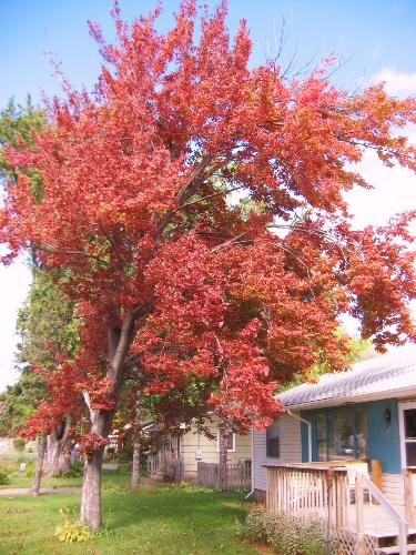 My Maple Tree - I love this tree and fear it is a goner in a few years.