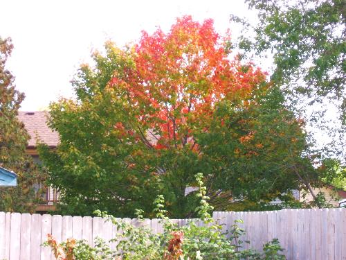 Neighbors Tree - Just the top center is changing colors.
