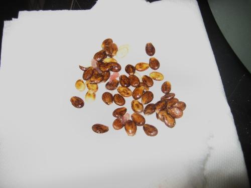 Watermelon seeds - Drying them out to plant in January or February 
to get them ready for the garden in May.