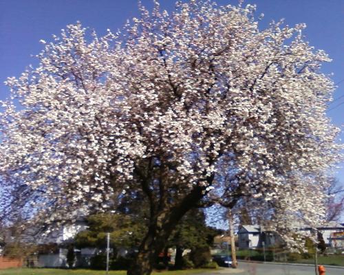 Cherry Blossom Tree - This Is a beautiful Cherry Blossom Tree , In Downtown Victoria
