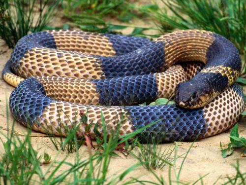 snake - snake the dangerous snake