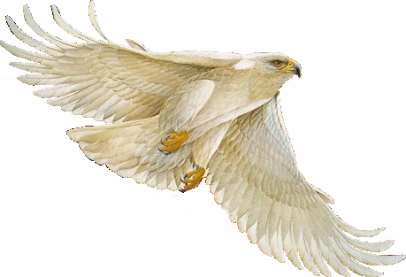 white eagle - picture of a white eagle