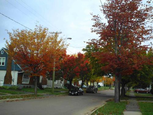 Our street is starting to show it's true colours - Gotta love the autumn leaves.