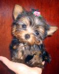 Yorkie - Tiny Yorkie