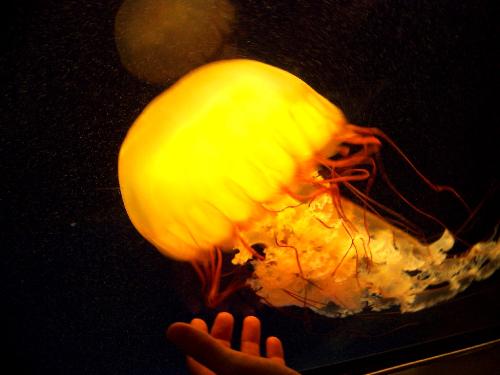 Large Jelly Fish - This jelly fish was taken by my stepson at the Aquarium in Chattanooga Tennessee this year. The colors are magnificent.