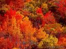 Fall Foliage in New England - Changing of the Seasons