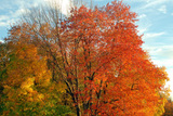 New England Fall Folliage - The changing of the Seasons