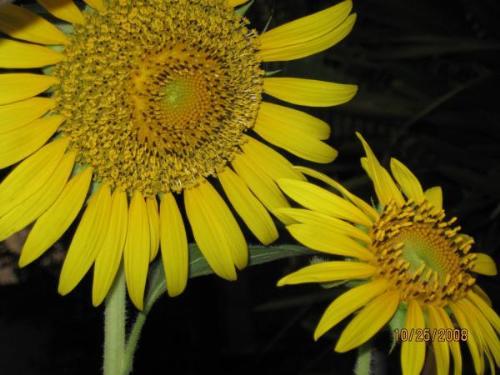 sunflowers from our front yard - sunflower from our yard