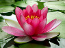 Flowers - This photo portrays the beautiful flower,lotus, grown in the water ways