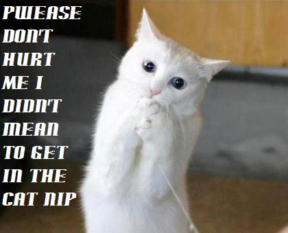 Funny Cat - I love cats very much